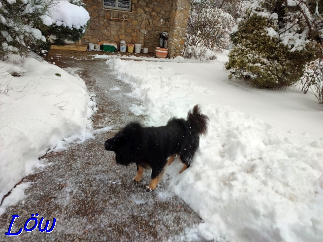 21.1.2023 - Winterlicher Garten